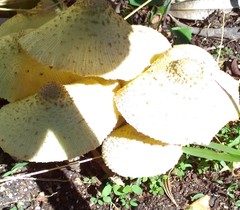 Leucocoprinus birnbaumii