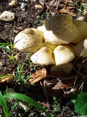 Leucocoprinus birnbaumii