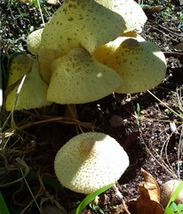 Leucocoprinus birnbaumii