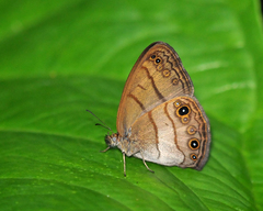 Hermeuptychia harmonia