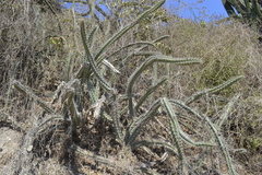 Stenocereus standleyi
