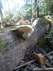 Pleurotus levis