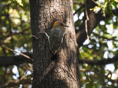 Melanerpes aurifrons