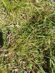 Eleocharis ovata