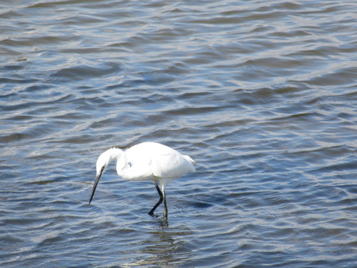 Garceta común (Egretta garzetta)