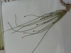 Eleocharis ovata