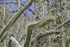 Stenocereus standleyi