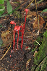 Monotropa