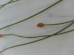 Eleocharis ovata