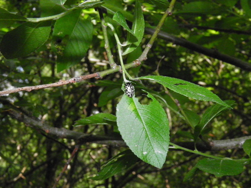 Taškuotasis gluosninukas