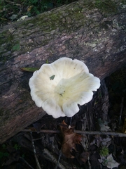 Pleurotus levis