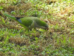 Myiopsitta monachus
