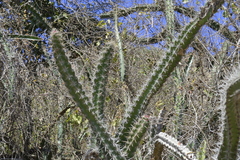 Stenocereus standleyi