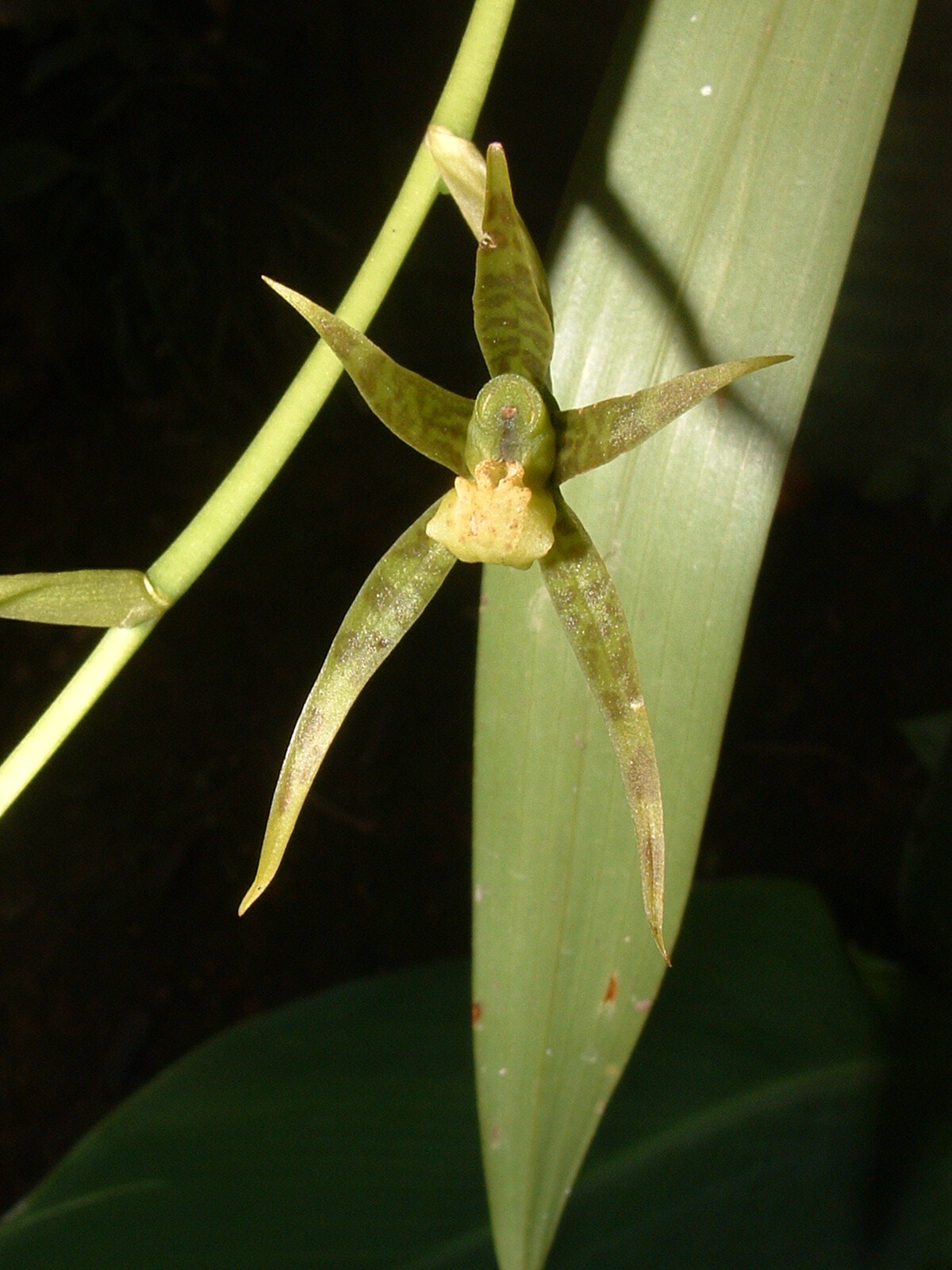 Brassia chlorops Endrés & Rchb.f. 2