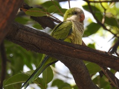 Myiopsitta monachus