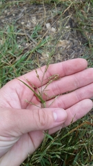 Eragrostis pectinacea pectinacea