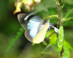 Leptophobia caesia
