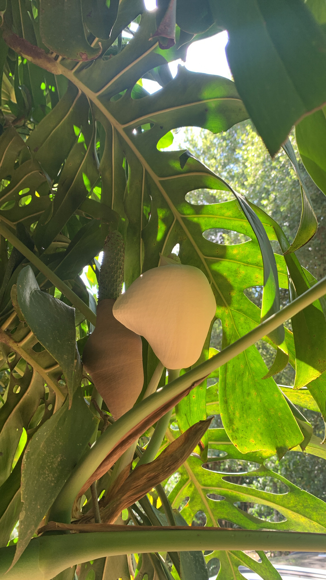 Monstera deliciosa