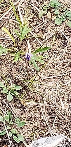 photo of Prairie Violet (Viola pedatifida)