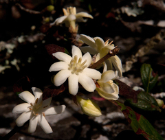 Sericanthe chimanimaniensis image