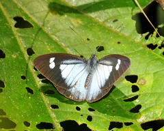 Leptophobia caesia