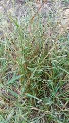 Eragrostis pectinacea pectinacea