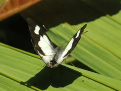 Leptophobia caesia