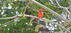 Pyrocephalus rubinus