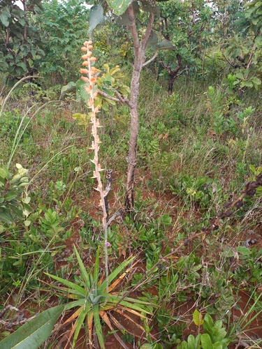 Dyckia aurea