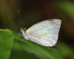 Leptophobia penthica