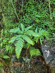 Pteris incompleta image