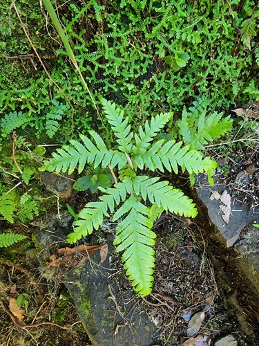 Image of Pteris incompleta by (c) Vítor Jorge, some rights reserved (CC BY)