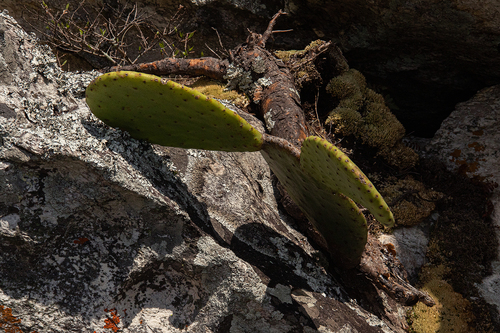 Cactaceae image