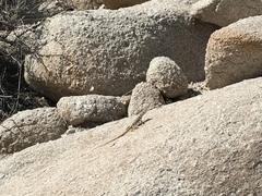 Crotaphytus nebrius