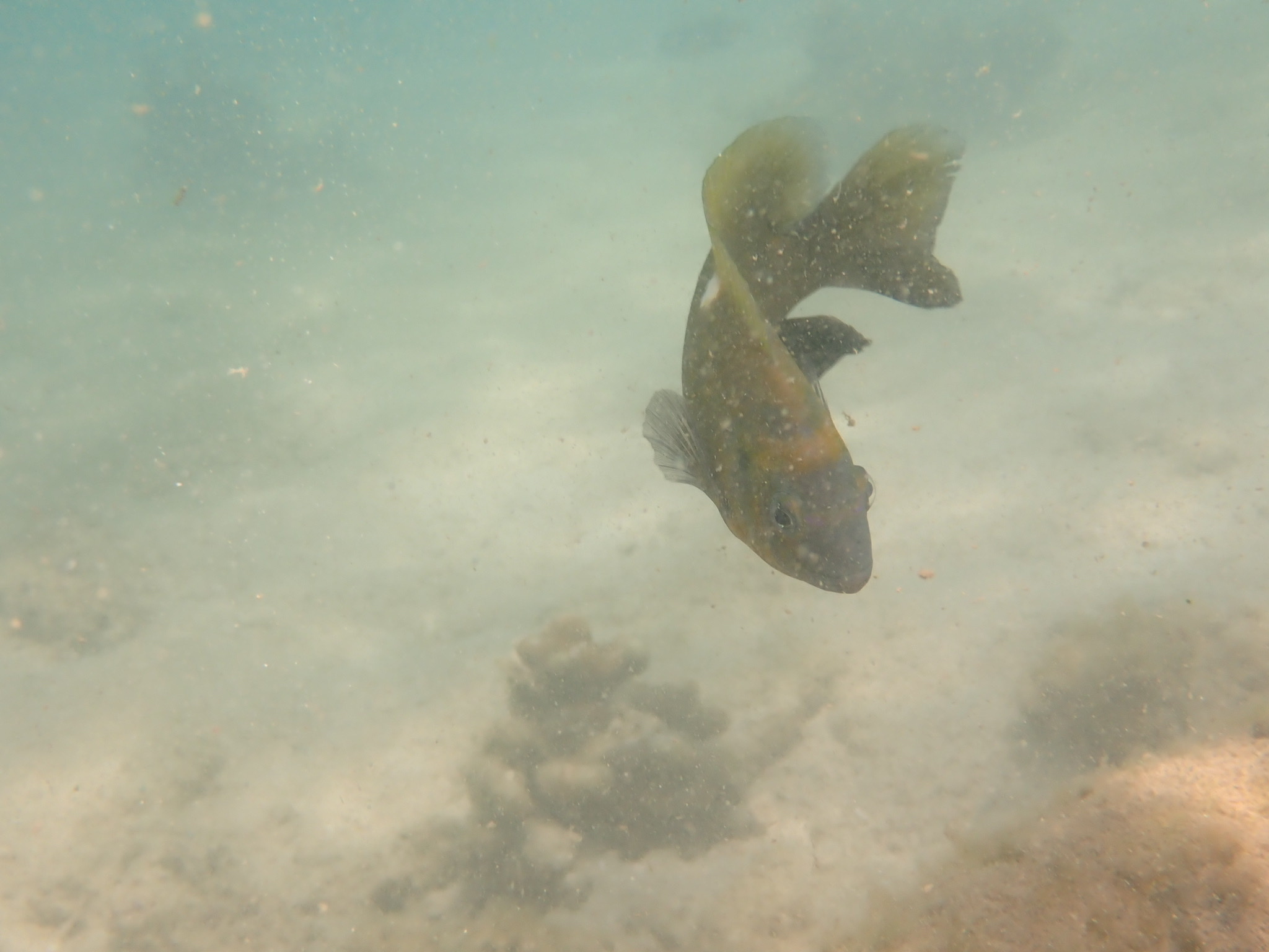 Dischistodus chrysopoecilus (Schlegel & Müller, 1839)