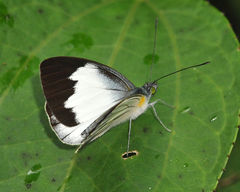 Leptophobia tovaria