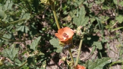 Sphaeralcea cordobensis