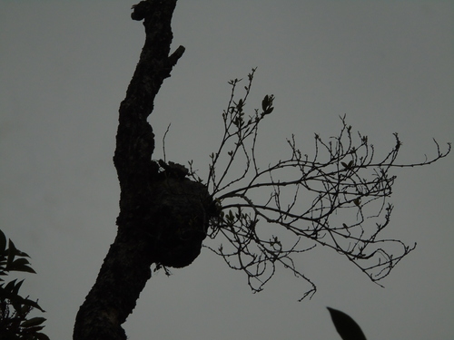 Hydnophytum formicarum
