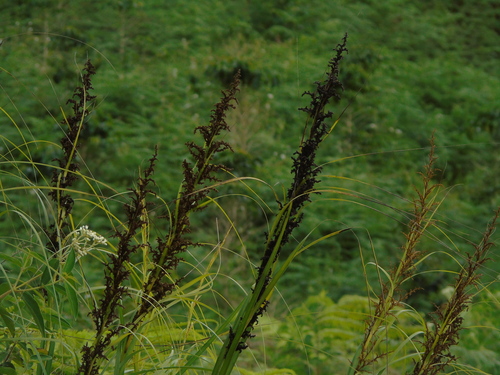 Gahnia javanica observed 2023-01-13