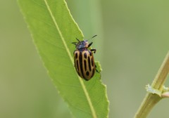 Chrysomela scripta