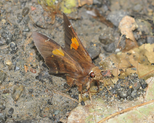 Lychnuchus brasta