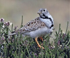 Least Seedsnipe photo 5