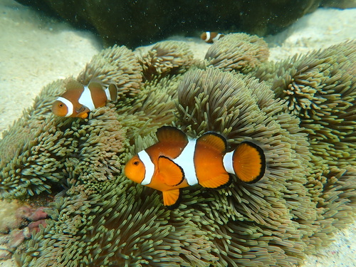 Ocellaris Anemonefish (Amphiprion ocellaris)