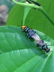 Cyphomyia imitans