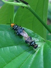 Cyphomyia imitans