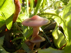 Agaricales