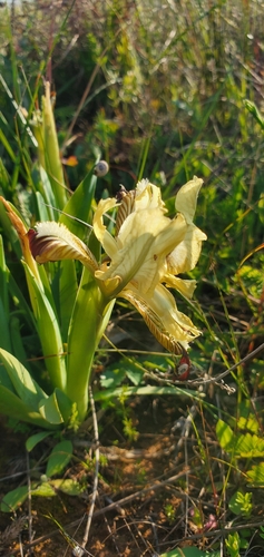 Image of Iris pseudopumila by (c) Silvia Scandura, some rights reserved (CC BY)