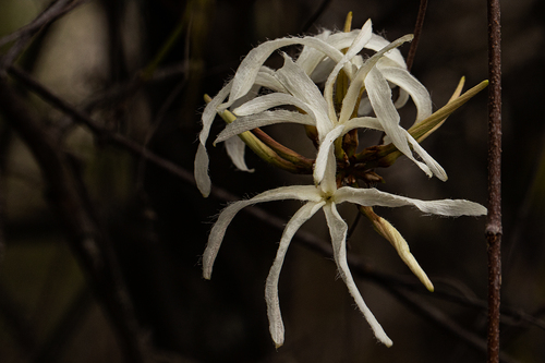 Ancylobothrys petersiana image