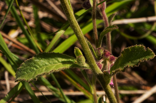 Blumea axillaris image