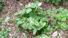 Melanthiaceae